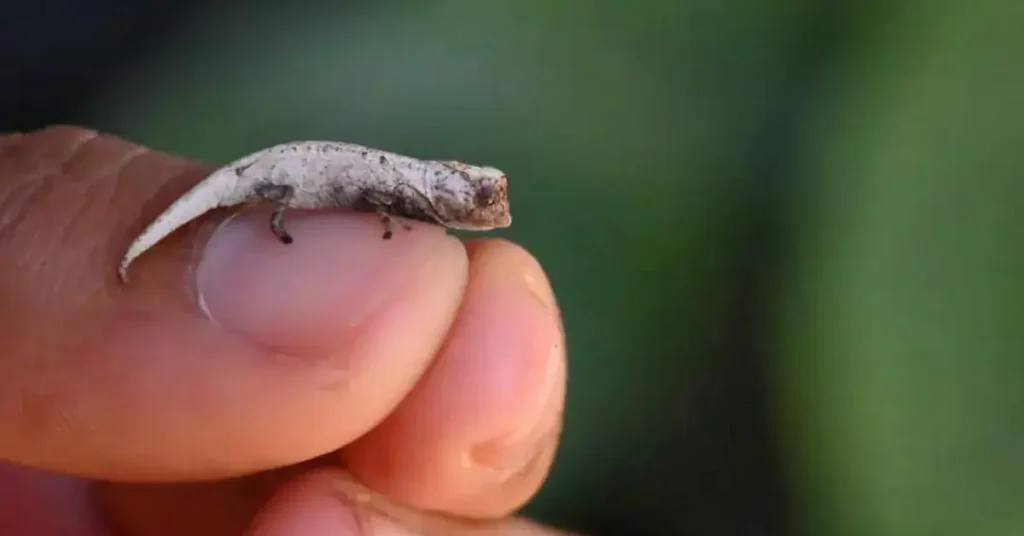 Tourists Discover Tiny Chameleon Madagascar - ExploreHeadlines.com